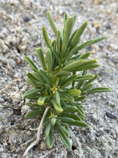 Cleomella brevipes, photographed by Matt Berger