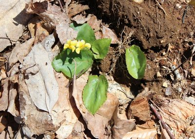 Viola rotundifolia, photographed by Steven Lamonde