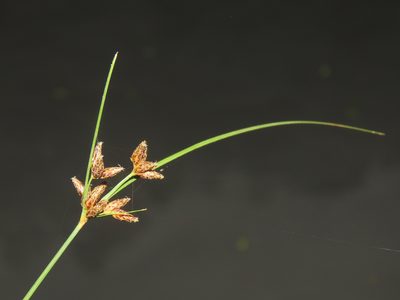 Fimbristylis dichotoma, photographed by chiuluan