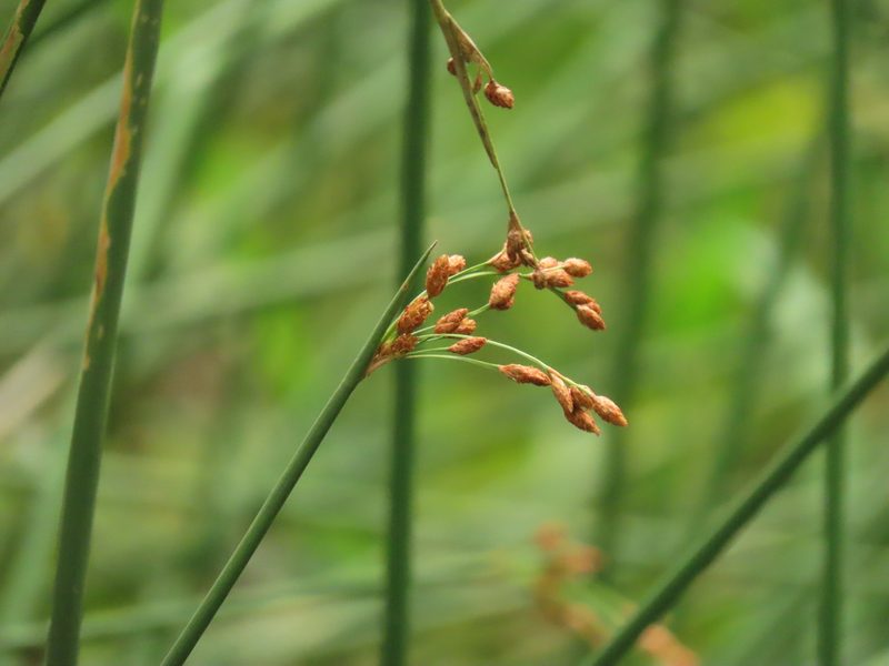 Schoenoplectus tabernaemontani, photographed by chiuluan