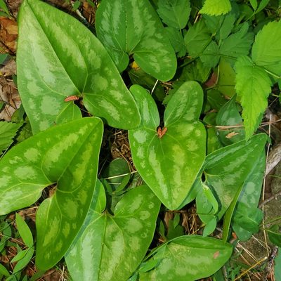 Asarum arifolium, photographed by Laura Gaudette