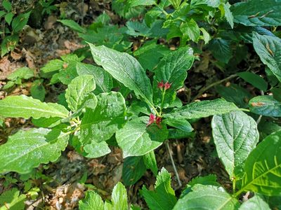 Lonicera alpigena, photographed by Jens-Christian Svenning