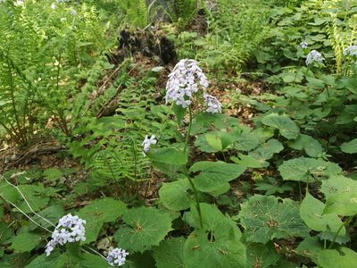 Lunaria rediviva, photographed by Jens-Christian Svenning