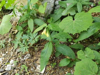 Symphytum tuberosum, photographed by Jens-Christian Svenning