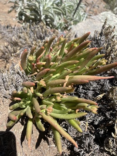 Dudleya viscida, photographed by Mike Butler