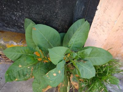Nicotiana glauca, photographed by Pablo