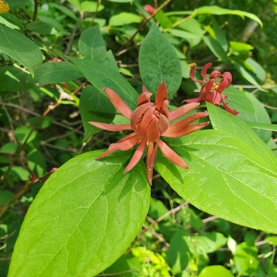 Calycanthus floridus, photographed by Laura Gaudette