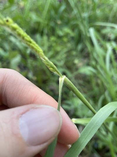Eriochloa sericea, photographed by Nathan May
