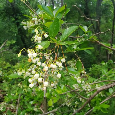 Vaccinium arboreum, photographed by Laura Gaudette