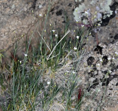 Eremogone ferrisiae, photographed by Steve Matson