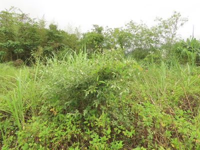 Elaeagnus oldhamii, photographed by chiuluan