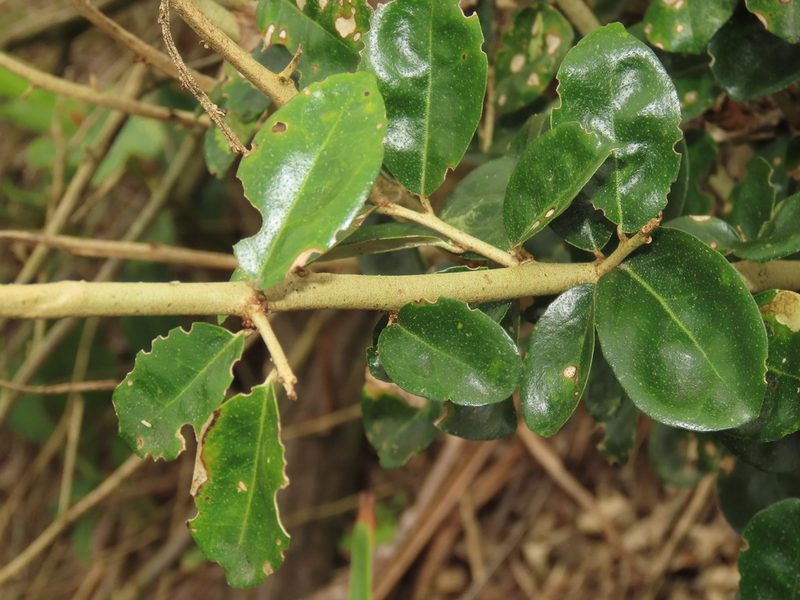 Elaeagnus oldhamii, photographed by chiuluan