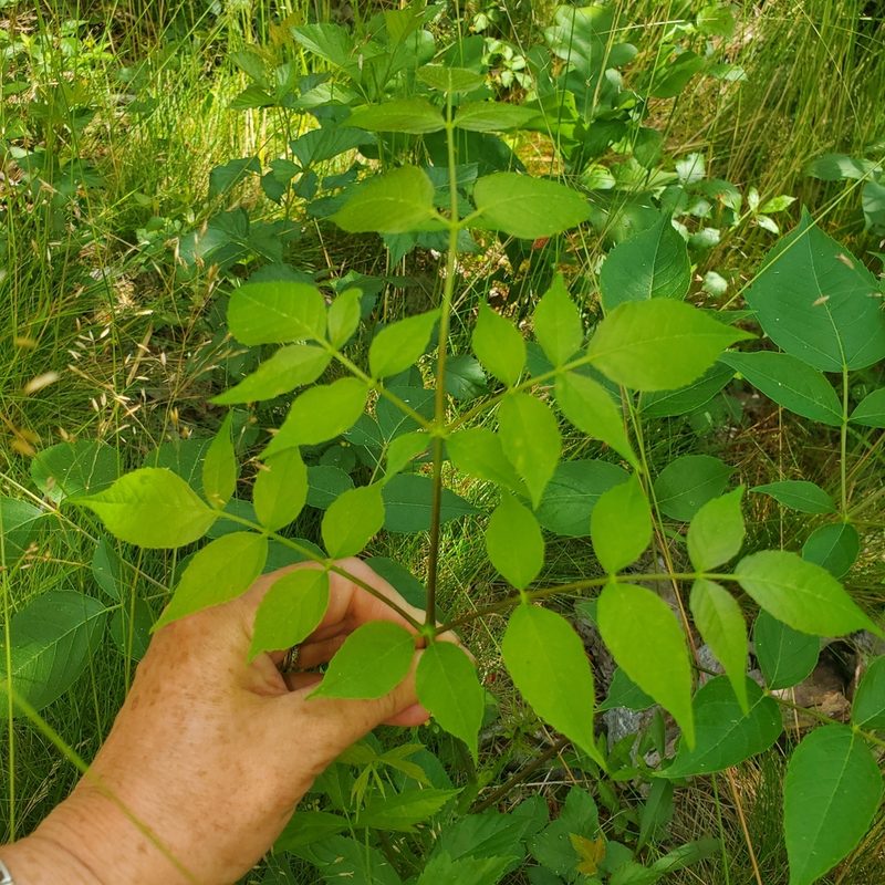Aralia spinosa, photographed by Laura Gaudette