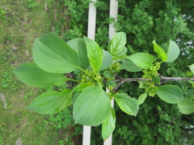Rhamnus cathartica, photographed by Howard Williams