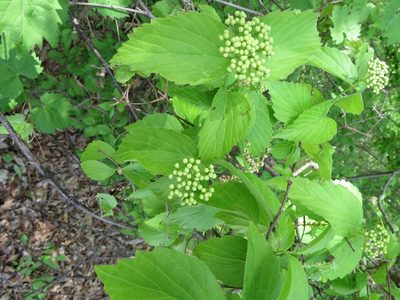 Viburnum rafinesqueanum, photographed by Howard Williams