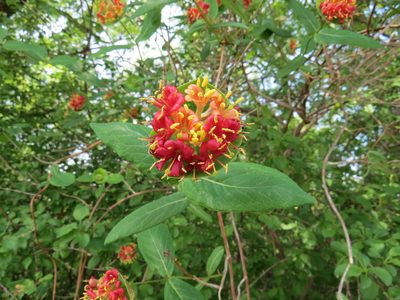 Lonicera dioica, photographed by Howard Williams