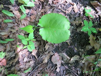 Eurybia macrophylla, photographed by Howard Williams