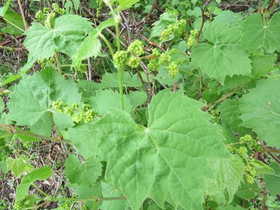 Vitis riparia, photographed by Howard Williams