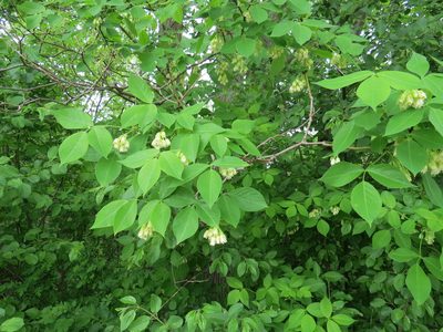Staphylea trifolia, photographed by Howard Williams