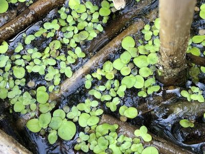 Spirodela polyrhiza, photographed by Jason Grant