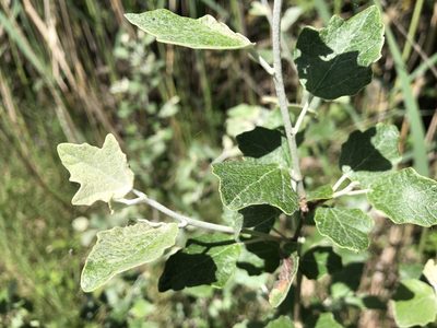 Populus alba, photographed by Jason Grant