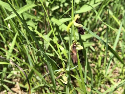 Ophrys insectifera, photographed by Jason Grant