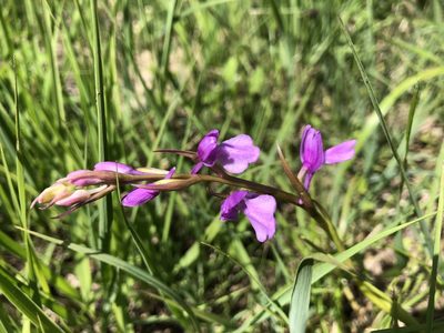 Anacamptis palustris
