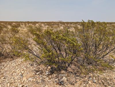Larrea tridentata, photographed by Dominic Gentilcore