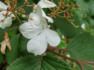 Viburnum plicatum, photographed by Craig Martin