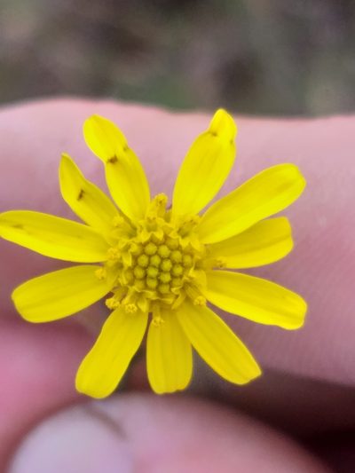 Osteospermum bolusii, photographed by kevin koen