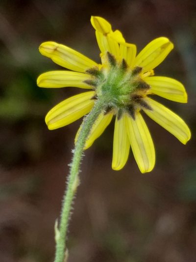 Osteospermum bolusii, photographed by kevin koen