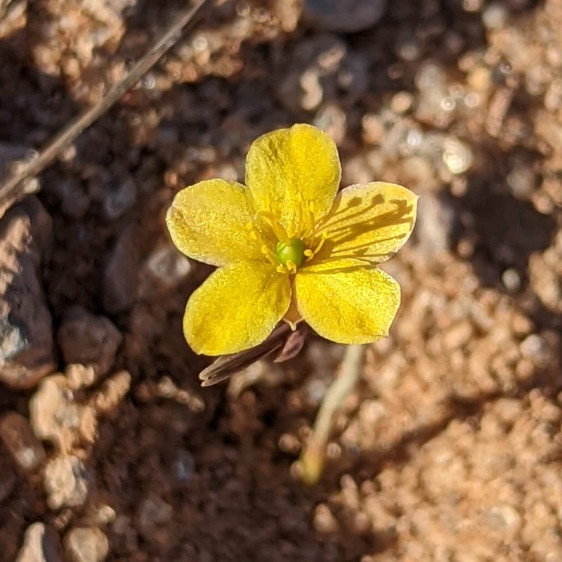 Talinum polygaloides, photographed by Dominic Gentilcore
