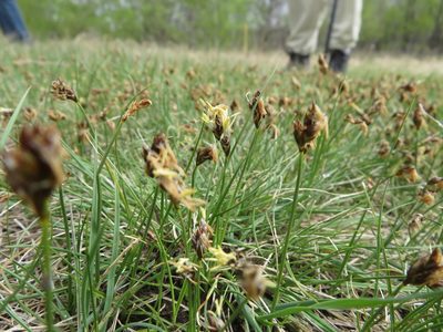 Carex duriuscula, photographed by dghjertaas