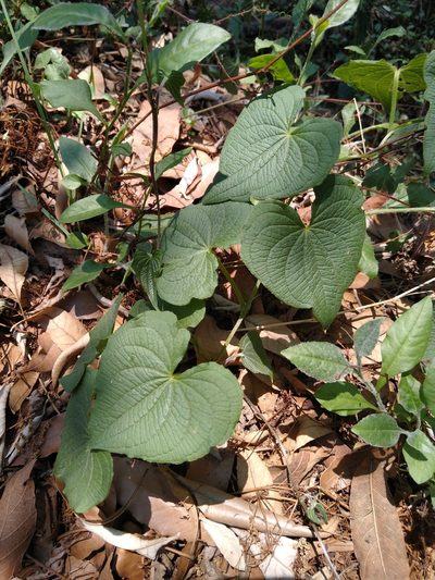 Dioscorea galeottiana, photographed by Jordi Martínez Martínez