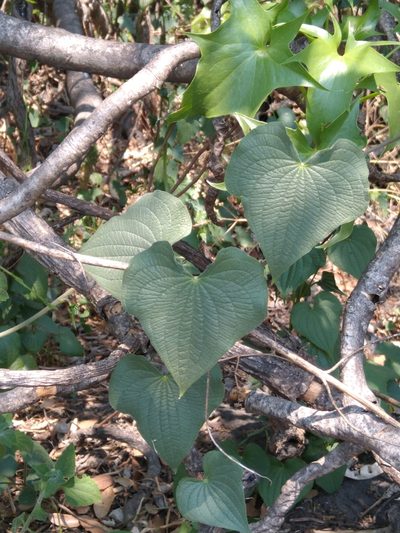 Dioscorea galeottiana, photographed by Jordi Martínez Martínez