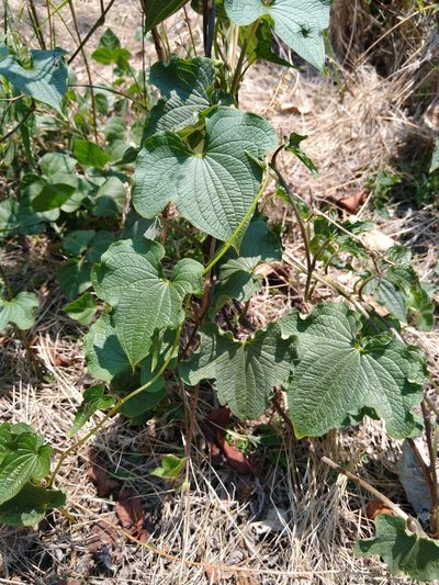 Dioscorea galeottiana, photographed by Jordi Martínez Martínez
