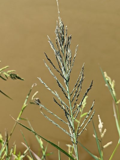 Diplachne fusca, photographed by Dominic Gentilcore