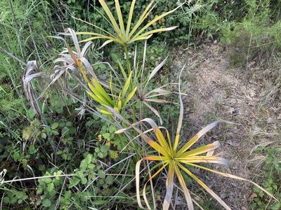 Cyperus alternifolius, photographed by Marc Riera