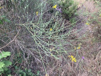 Spartium junceum, photographed by Marc Riera