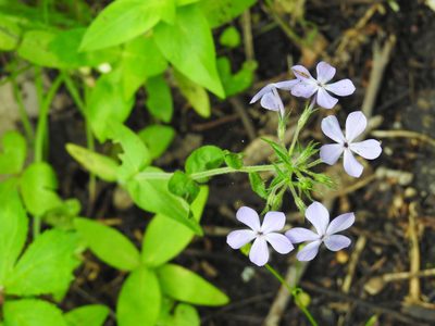 Phlox divaricata, photographed by Jenny Jo Johnson