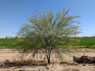 Parkinsonia aculeata, photographed by Dominic Gentilcore