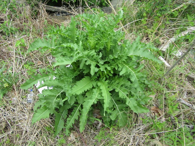 Dipsacus laciniatus, photographed by Zakqary Roy