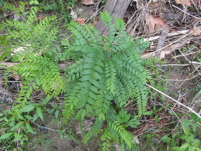 Gleditsia triacanthos, photographed by Zakqary Roy