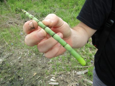 Equisetum hyemale, photographed by Zakqary Roy
