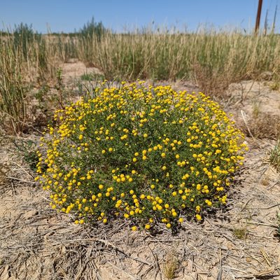 Oncosiphon pilulifer, photographed by Dominic Gentilcore