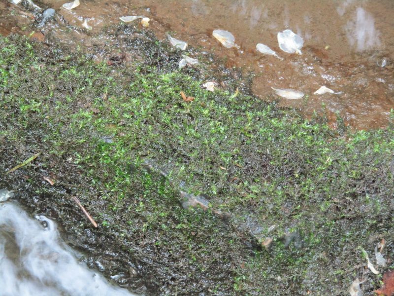 Rhynchostegium riparioides, photographed by Zakqary Roy
