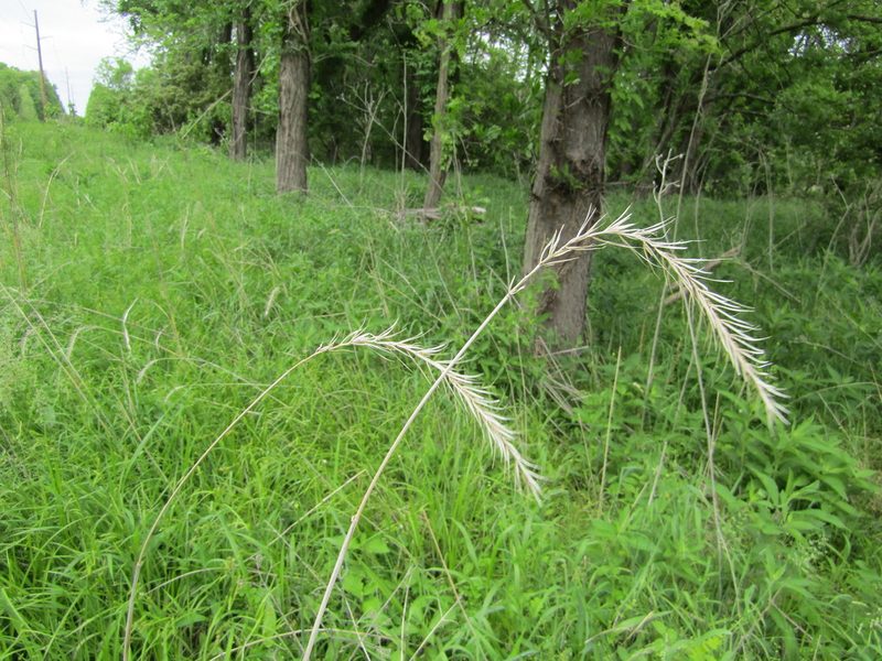 Elymus canadensis, photographed by Zakqary Roy
