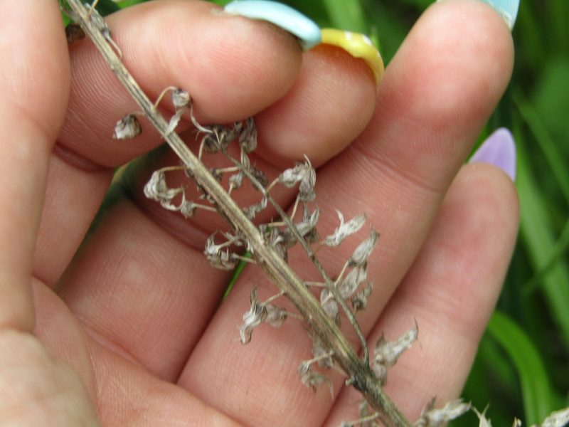 Perilla frutescens, photographed by Zakqary Roy