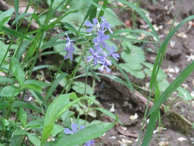 Phlox divaricata, photographed by Zakqary Roy