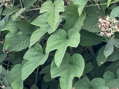Ipomoea indica, photographed by Marc Riera